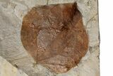 Two Fossil Leaves (Zizyphoides & Unidentified) - Montana #199650-2